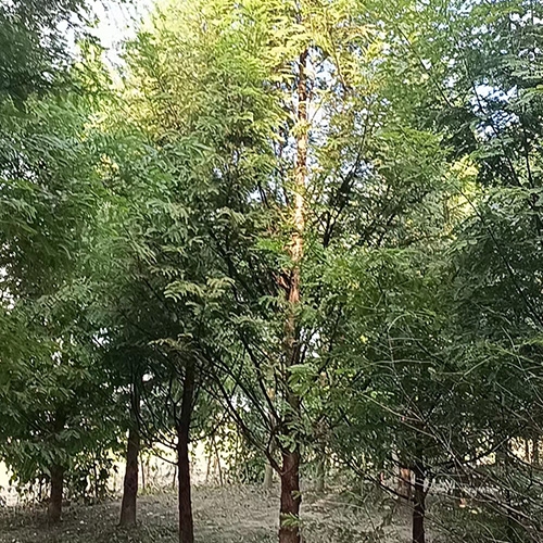 金叶水杉